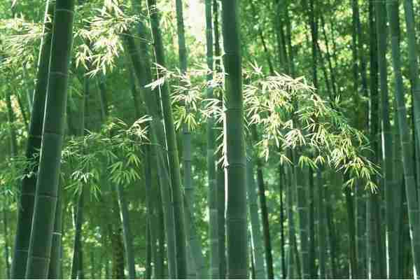 竹子市场价格多少钱一吨,竹子怎么种植的(竹子市场价是多少钱一吨)